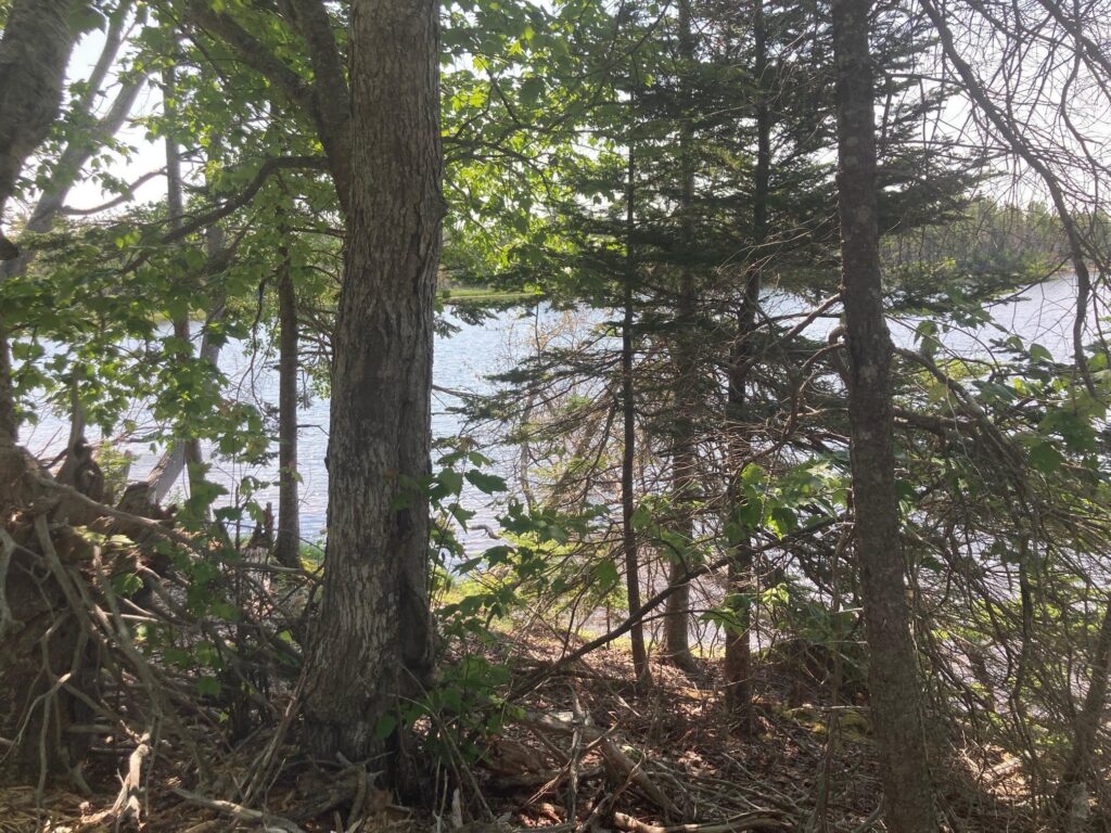 Kennedy Cove Nature & Landscape – Kennedy Cove Estates, Bras d'Or Lake, Cape Breton (3)