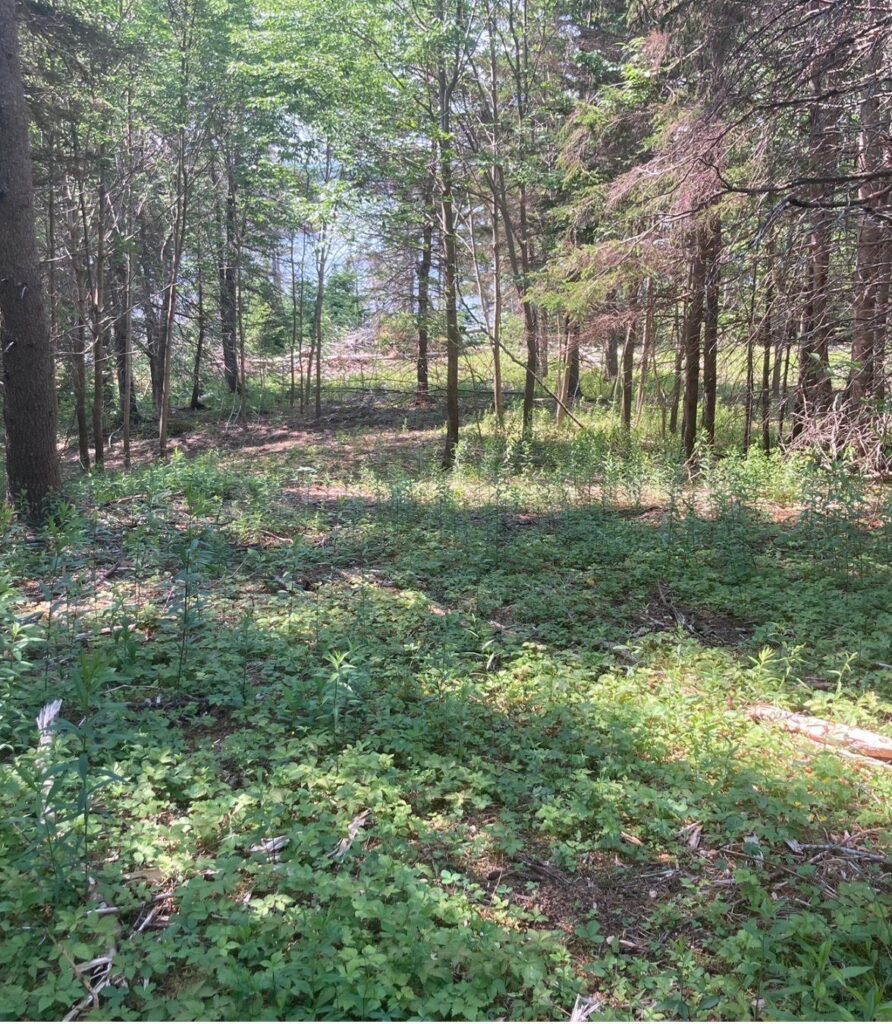 Kennedy Cove Nature & Landscape – Kennedy Cove Estates, Bras d'Or Lake, Cape Breton (5)