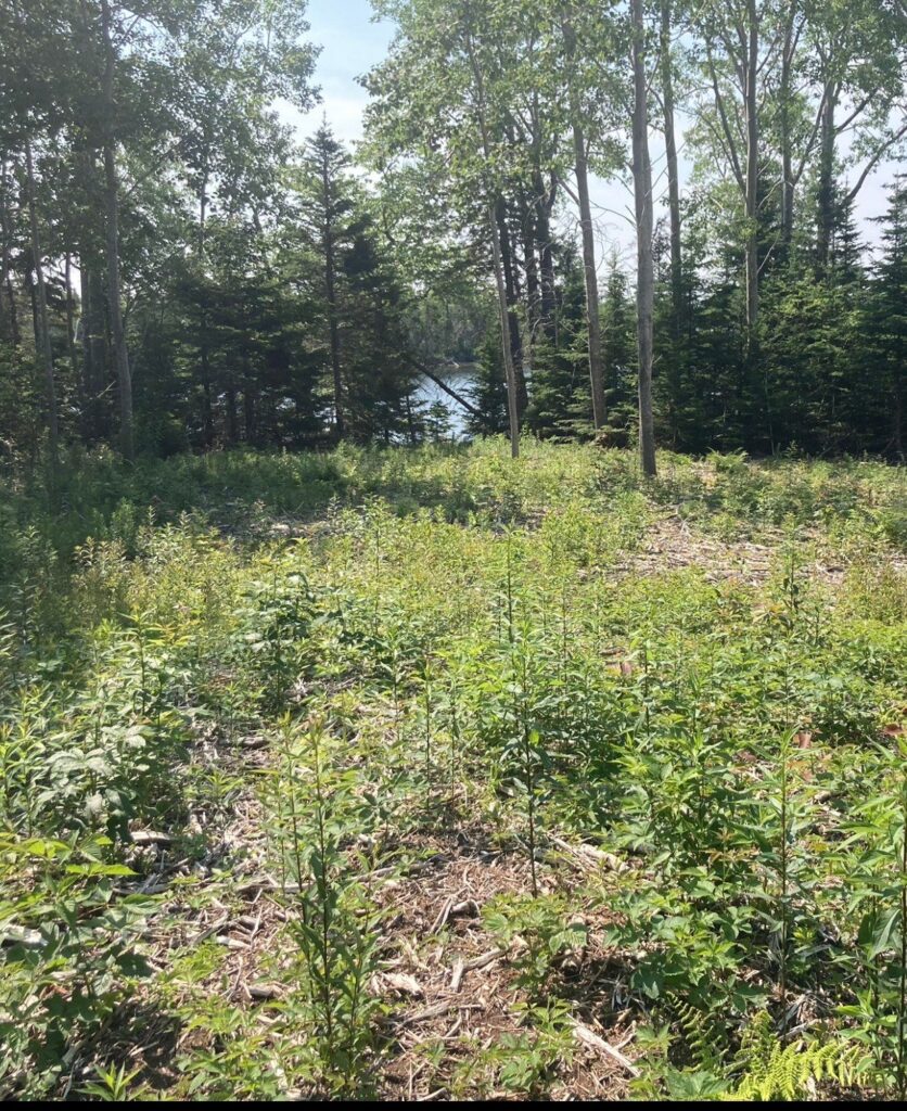 Kennedy Cove Nature & Landscape – Kennedy Cove Estates, Bras d'Or Lake, Cape Breton (7)