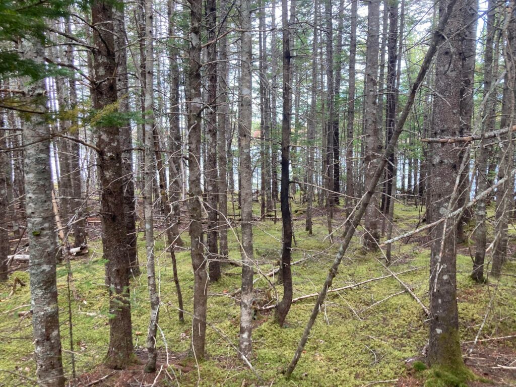 Kennedy Point – Kennedy Cove Estates, Bras d'Or Lake, Cape Breton (11)